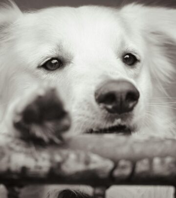 Can Dogs Have Down Syndrome? Understanding Genetic Disorders in Canines