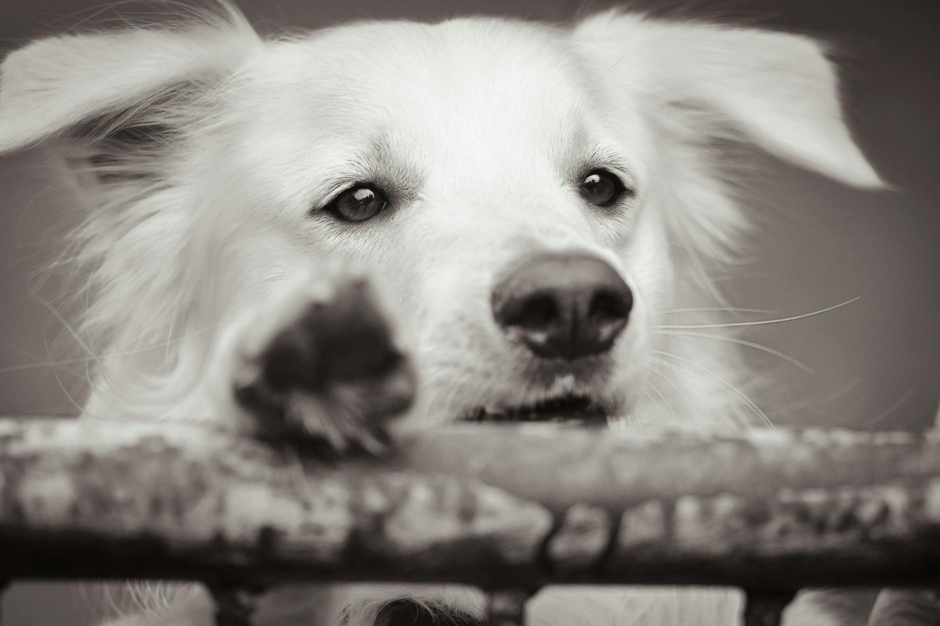Can Dogs Have Down Syndrome? Understanding Genetic Disorders in Canines Can Dogs Have Down Syndrome? Understanding Genetic Disorders in Canines_image