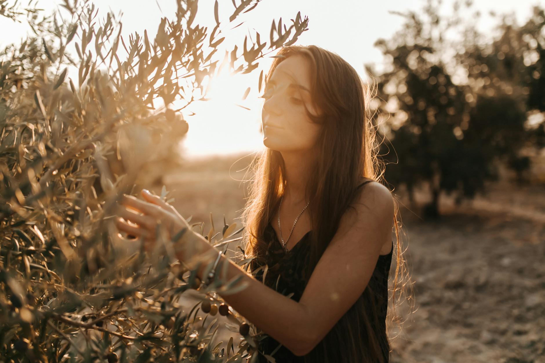How to Grow and Landscape with Olive Trees: Care, Design, and Inspiration How to Grow and Landscape with Olive Trees: Care, Design, and Inspiration_image