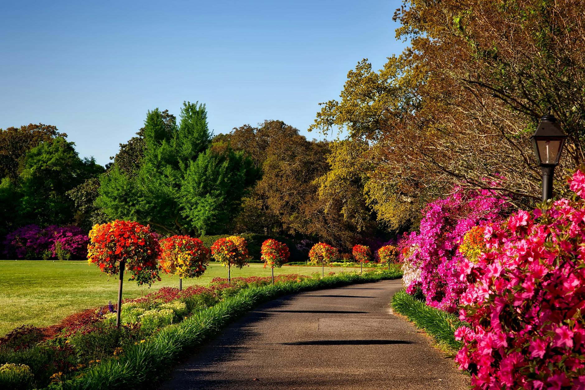 Ageratum: How to Grow and Care for Floss Flower for a Vibrant Summer Garden Ageratum: How to Grow and Care for Floss Flower for a Vibrant Summer Garden_image
