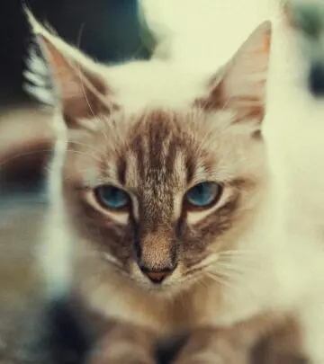 Discover essential tips and expert advice to nurture feline mothers and newborns safely.