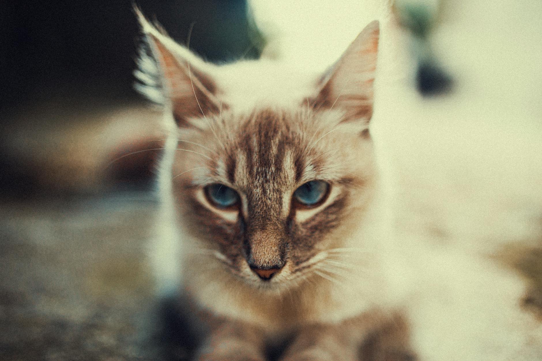 Cat Pregnancy and Kittens: A Complete Guide Cat Pregnancy and Kittens: A Complete Guide_image