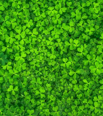 Irish Shamrocks and Four-Leaf Clovers: Facts, Myths, and Symbolism
