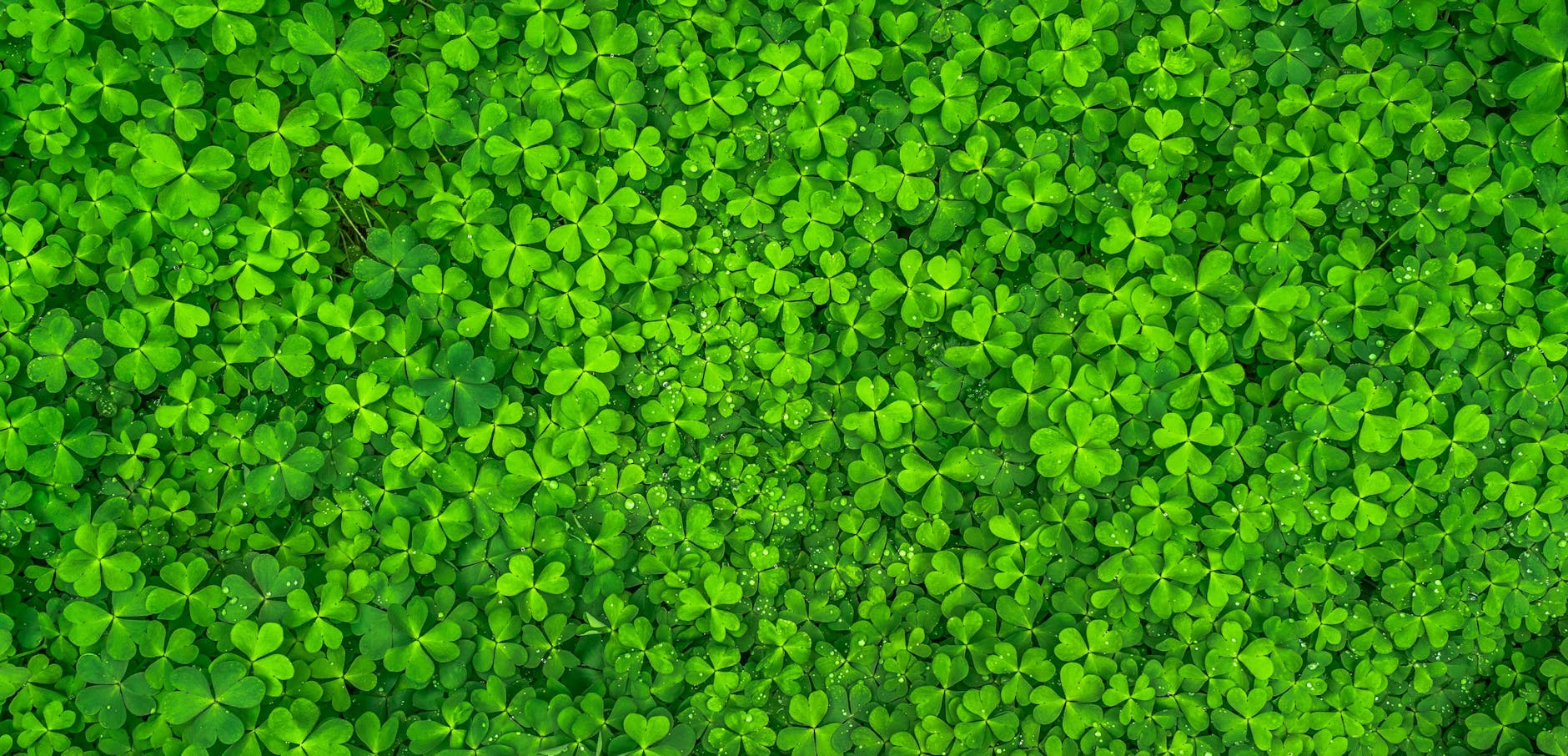 Irish Shamrocks and Four-Leaf Clovers: Facts, Myths, and Symbolism Irish Shamrocks and Four-Leaf Clovers: Facts, Myths, and Symbolism_image