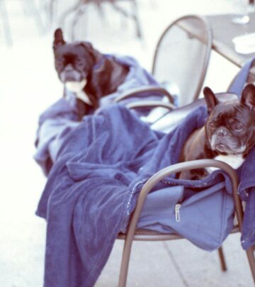 French Bulldog vs English Bulldog: Comparing Two Popular Bulldog Breeds