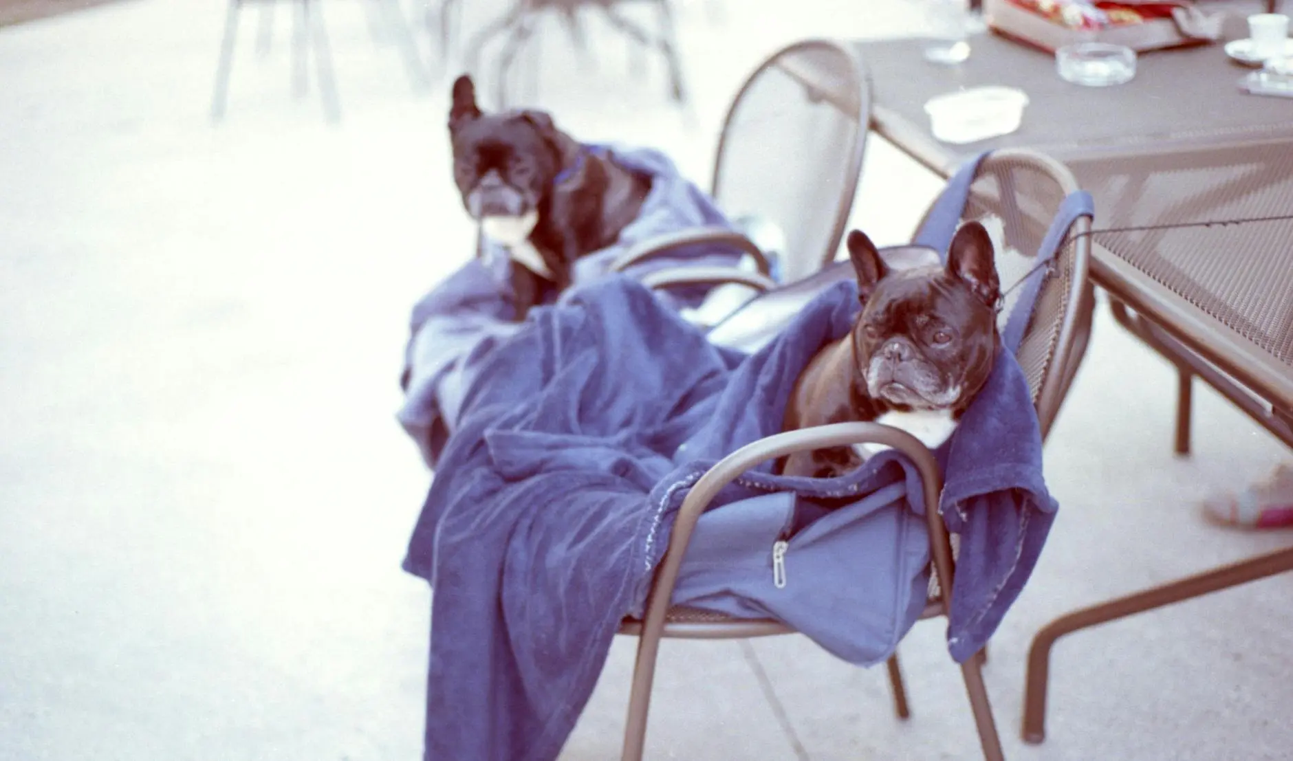 French Bulldog Vs English Bulldog: Complete Comparison Guide Discover key differences and unique traits between two beloved companion dog types today!