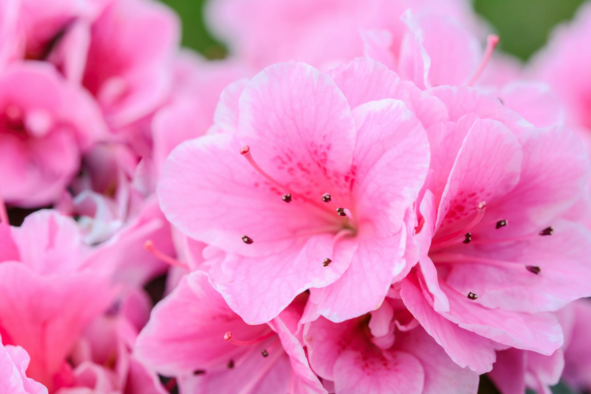 Azalea Bush Care: How to Grow, Prune, and Keep Them Blooming Azalea Bush Care: How to Grow, Prune, and Keep Them Blooming_image