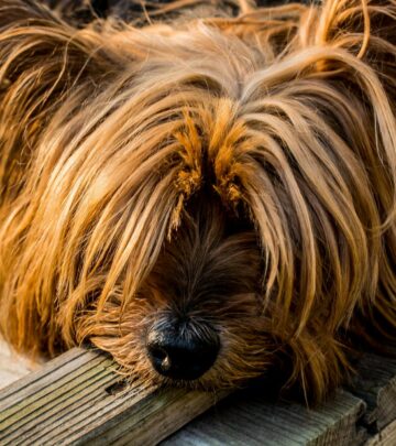 Yorkshire Terrier: Complete Breed Guide, Traits, Care & Information