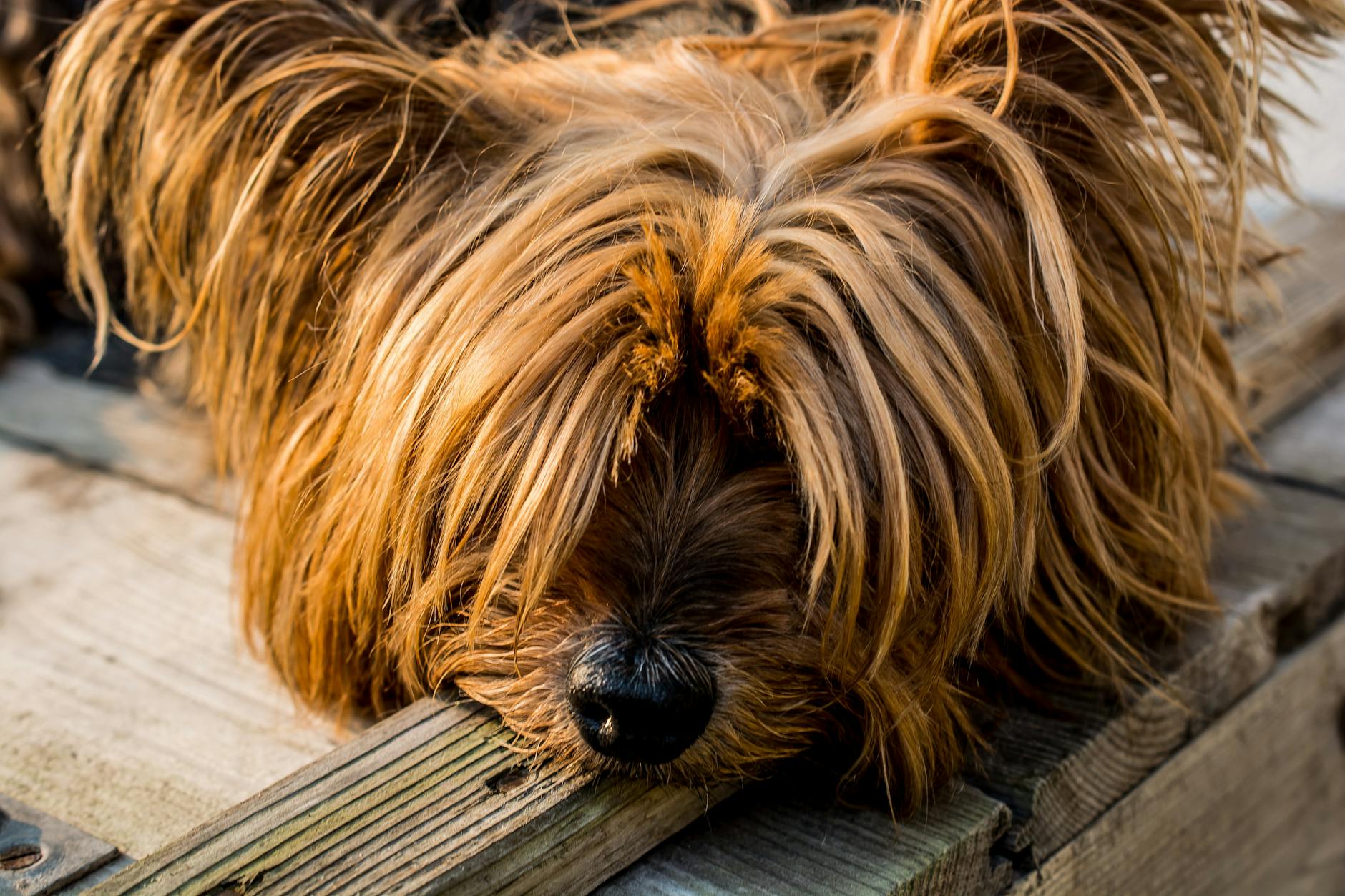 Yorkshire Terrier: Complete Breed Guide, Traits, Care & Information Yorkshire Terrier: Complete Breed Guide, Traits, Care & Information_image