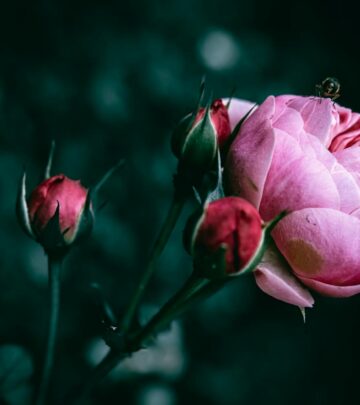 How to Effectively Eliminate Aphids on Roses: The Complete Guide