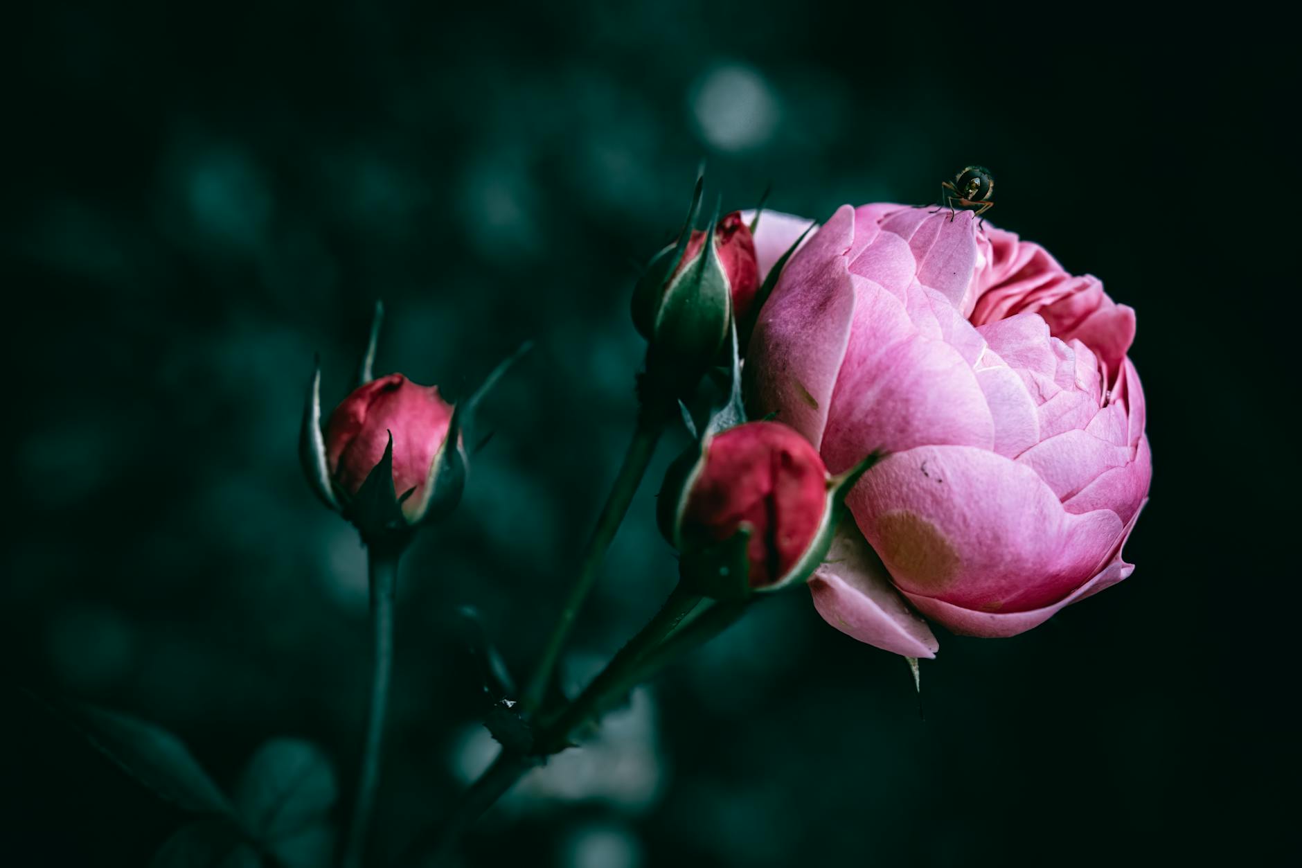 How to Effectively Eliminate Aphids on Roses: The Complete Guide How to Effectively Eliminate Aphids on Roses: The Complete Guide_image