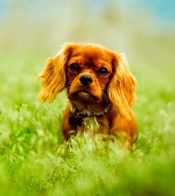 Cavalier King Charles Spaniel: Breed Overview, Care, and Characteristics