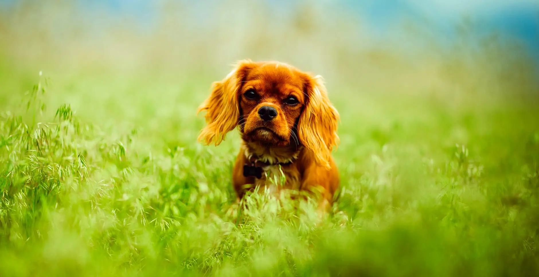 Cavalier King Charles Spaniel Overview: Care, Traits & History Discover the charming personality traits and care tips of this beloved canine companion.