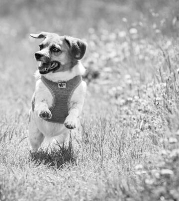 Canine Parvovirus (Parvo) in Dogs: Causes, Symptoms, Treatment, and Prevention