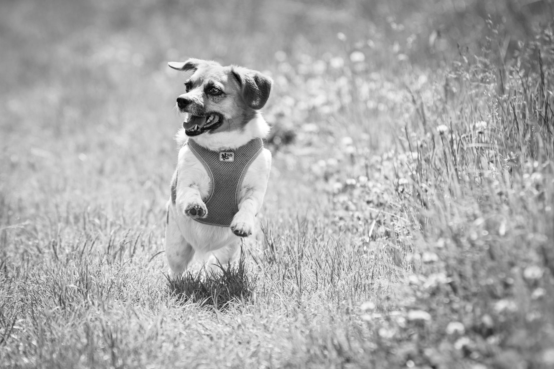 Canine Parvovirus (Parvo) in Dogs: Causes, Symptoms, Treatment, and Prevention Canine Parvovirus (Parvo) in Dogs: Causes, Symptoms, Treatment, and Prevention_image