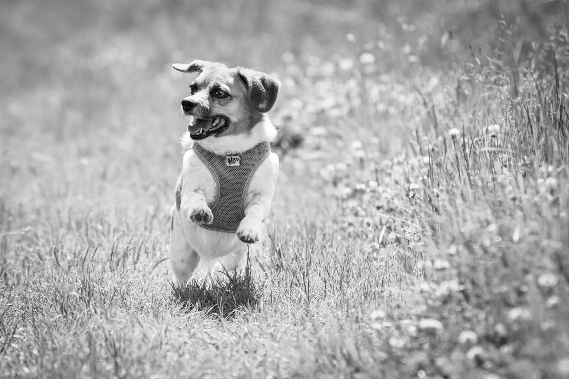 Parvo In Dogs: 4 Key Causes, Symptoms, Treatment & Prevention Protect your furry friend by understanding symptoms, prevention, and effective care tips.