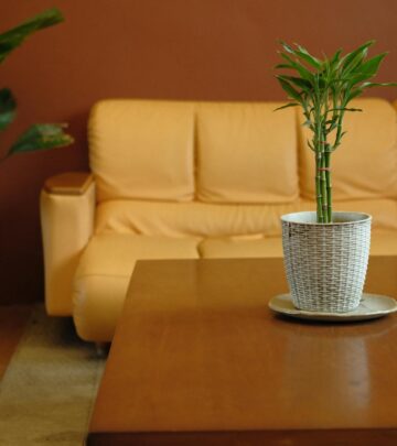 Growing Lucky Bamboo: Complete Care, Propagation, and Maintenance Guide