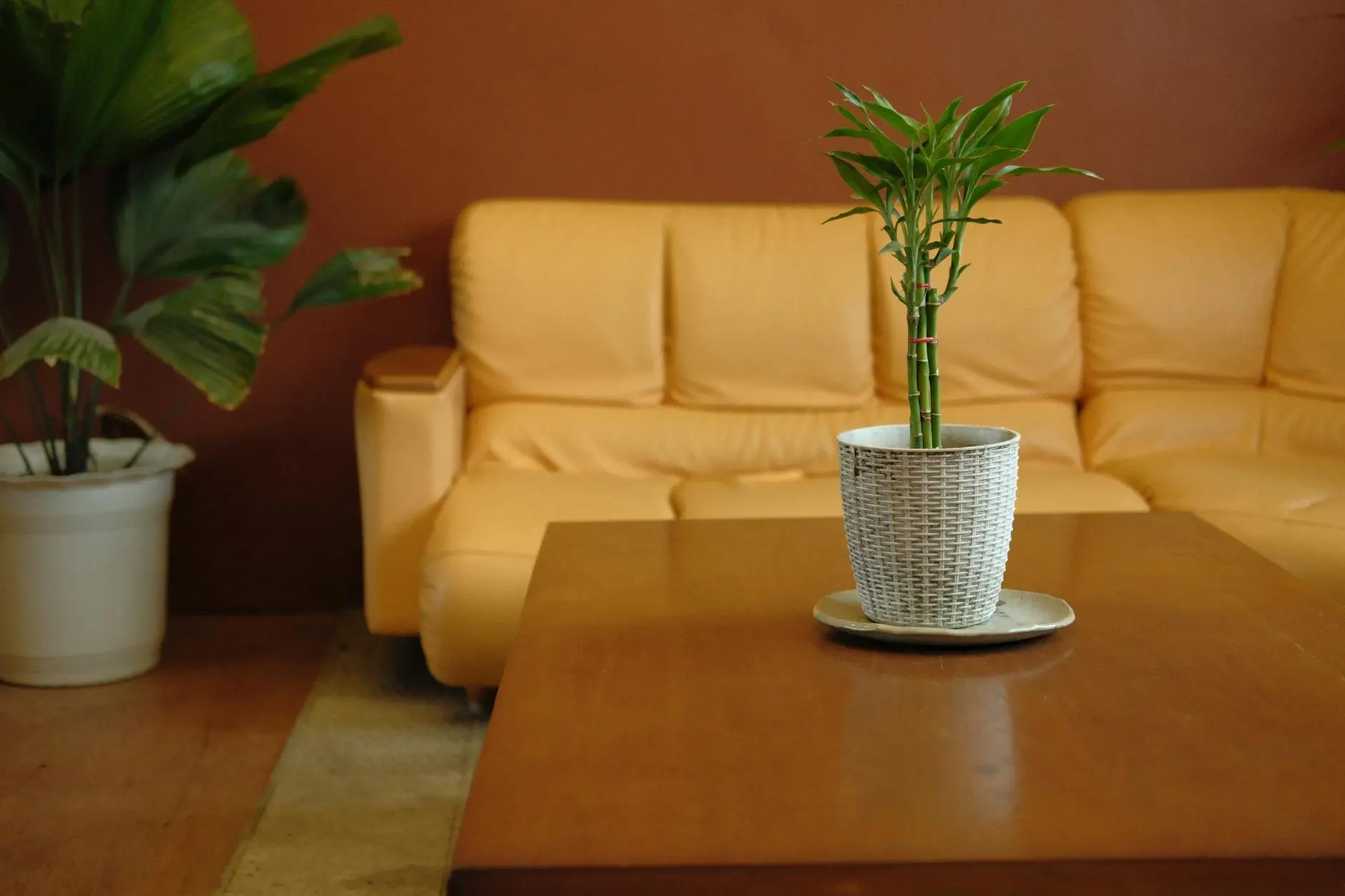 Lucky Bamboo Care: Growth, Propagation, & Maintenance Guide Discover plant secrets to thrive with vibrant stalks, easy methods, and lasting greenery.