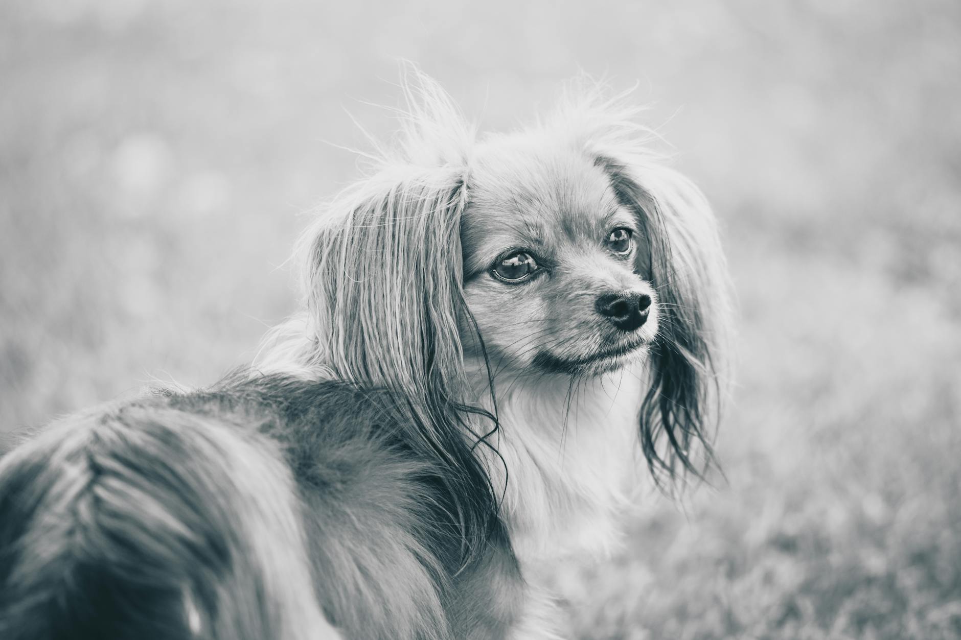 17 White Dog Breeds: Characteristics, Care, and FAQs 17 White Dog Breeds: Characteristics, Care, and FAQs_image