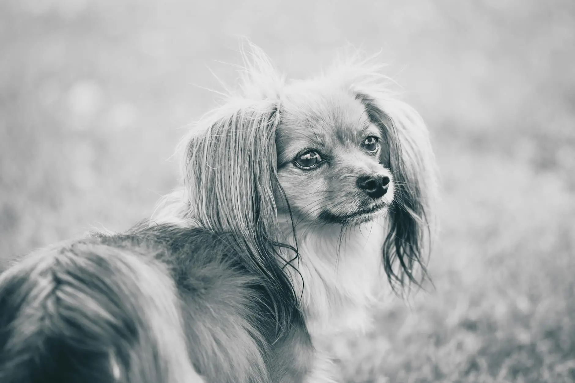 White Dog Breeds: 17 Stunning Types, Care Tips & FAQs Discover unique traits, grooming tips, and insider answers for your snowy canine friends.