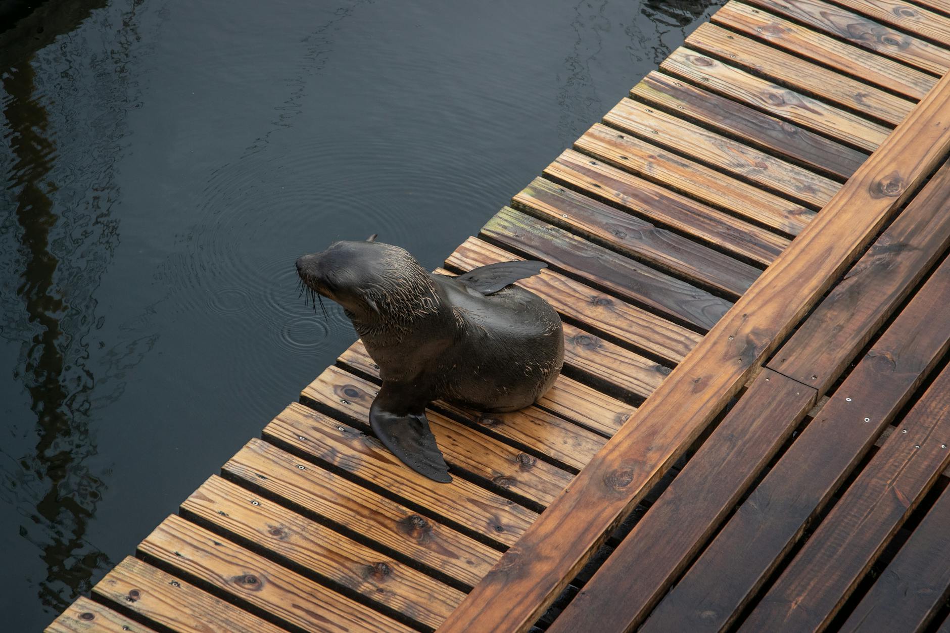 The Dos and Don’ts of Sealing Your Deck: A Complete Guide The Dos and Don’ts of Sealing Your Deck: A Complete Guide_image