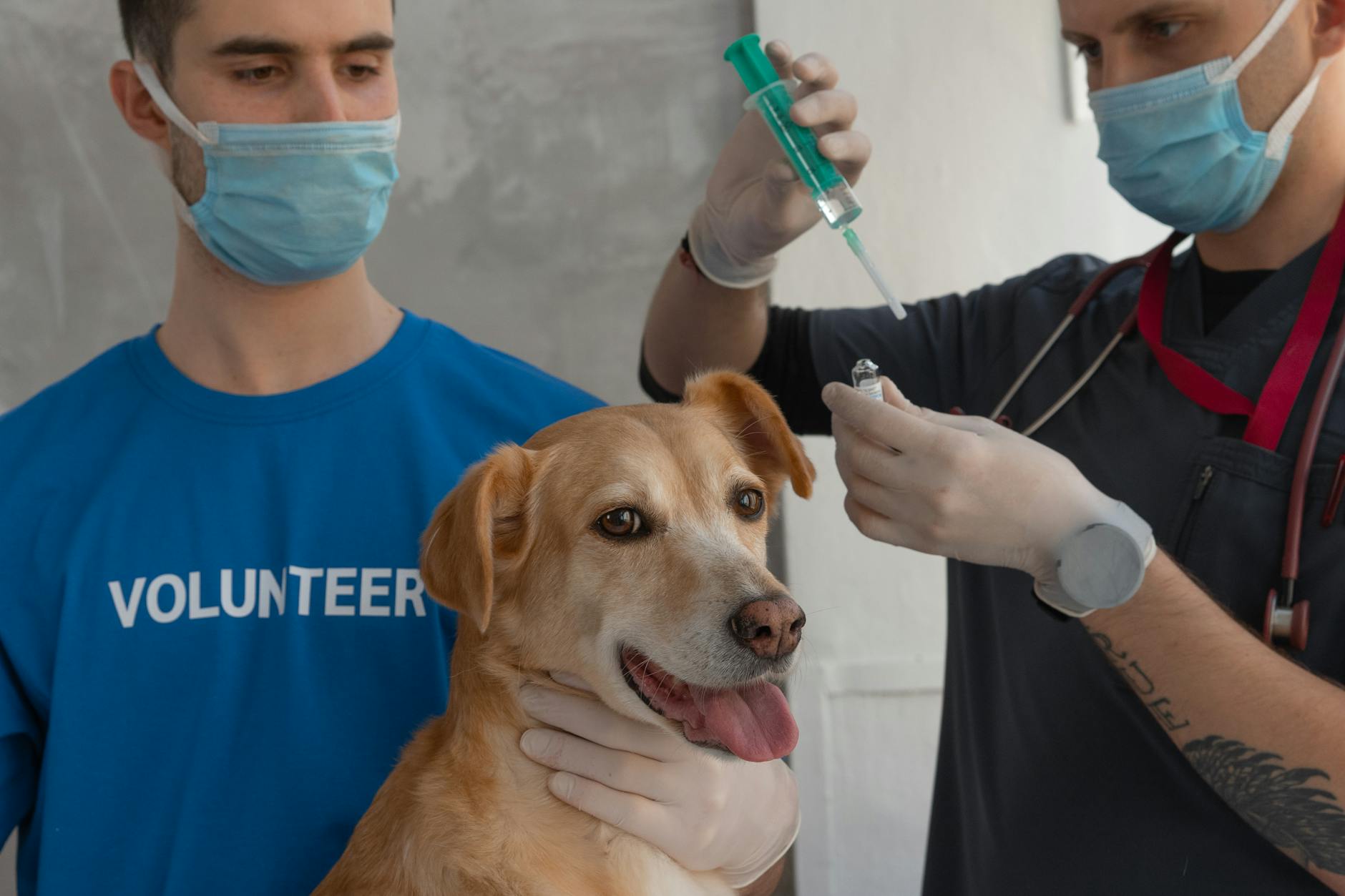 Can I Give My Dog Benadryl? And If So, How Much? Can I Give My Dog Benadryl? And If So, How Much?_image