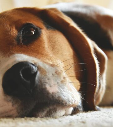 Beagle Dog Breed: Complete Guide to Traits, Care, and Personality