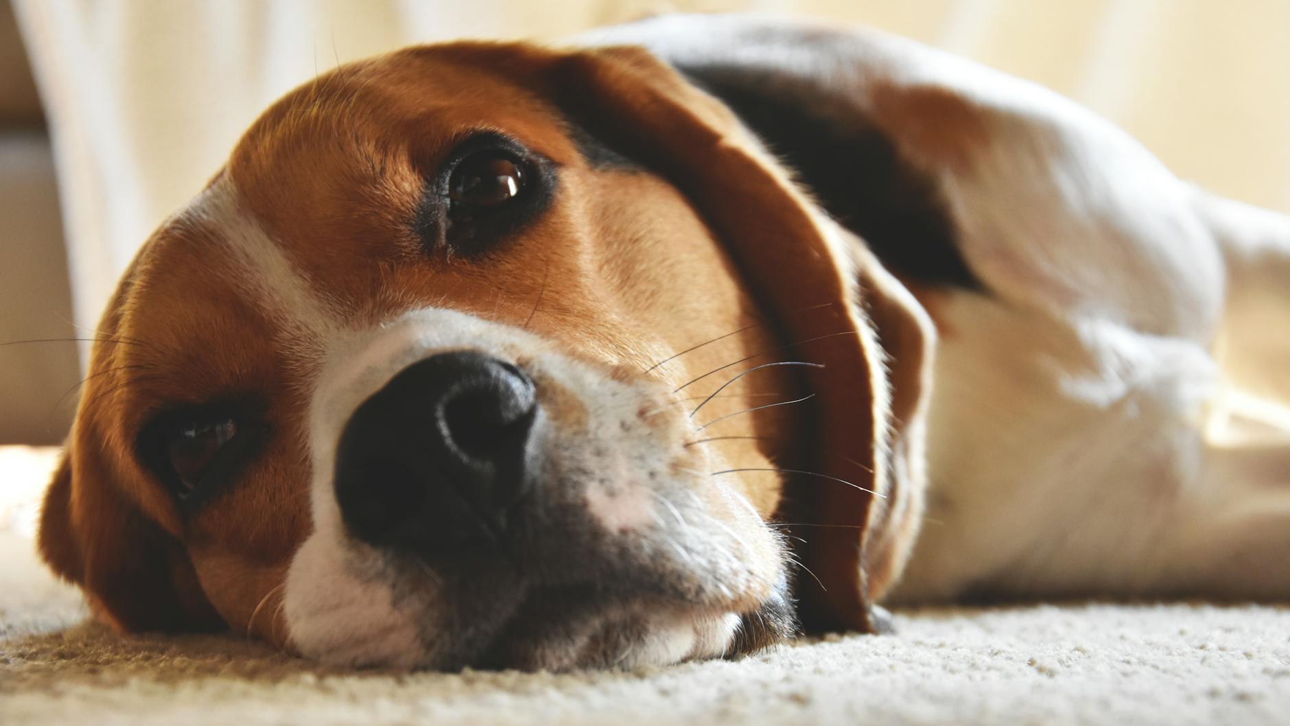Beagle Dog Breed: Complete Guide to Traits, Care, and Personality Beagle Dog Breed: Complete Guide to Traits, Care, and Personality_image