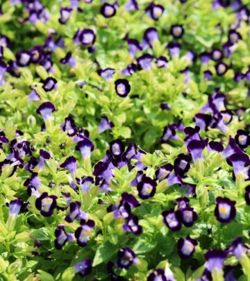 How to Grow & Care for Wishbone Flower (Torenia): A Complete Guide