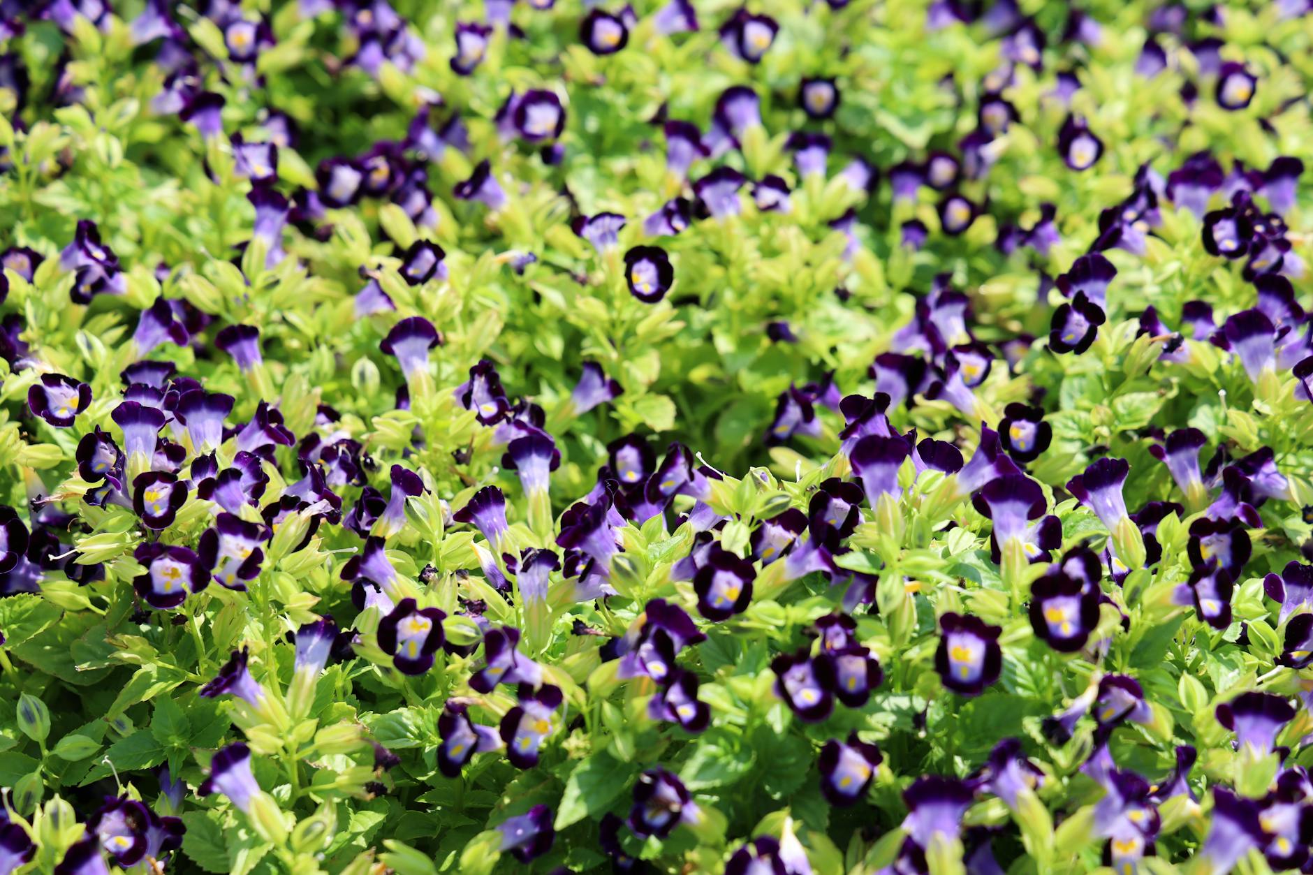 How to Grow & Care for Wishbone Flower (Torenia): A Complete Guide How to Grow & Care for Wishbone Flower (Torenia): A Complete Guide_image