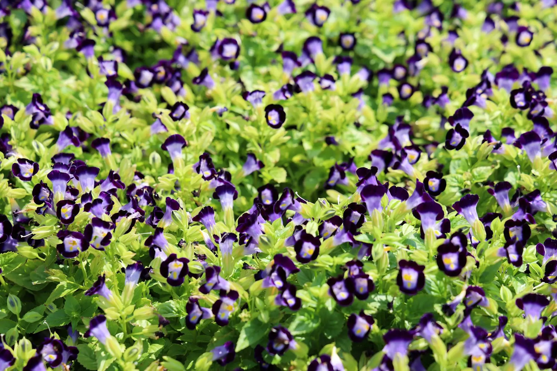 Wishbone Flower Care: 7 Essential Tips For Lush Blooms Discover vibrant blooms and expert tips to nurture this charming garden treasure today!