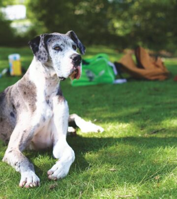Great Dane: The Gentle Giant of the Dog World