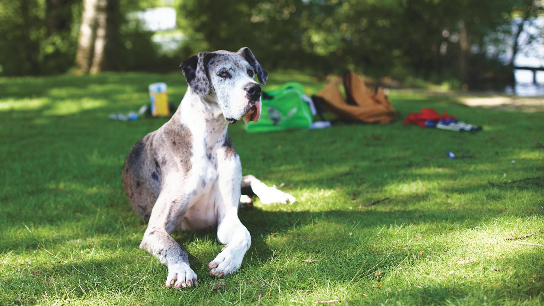 Great Dane: The Gentle Giant of the Dog World Great Dane: The Gentle Giant of the Dog World_image