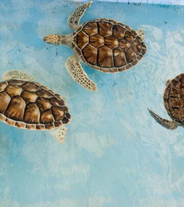 How Long Do Turtles and Tortoises Live? Lifespan Facts and Care Insights