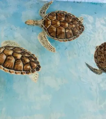 Discover secrets to extending shelled reptiles' years with expert tips and guidance.