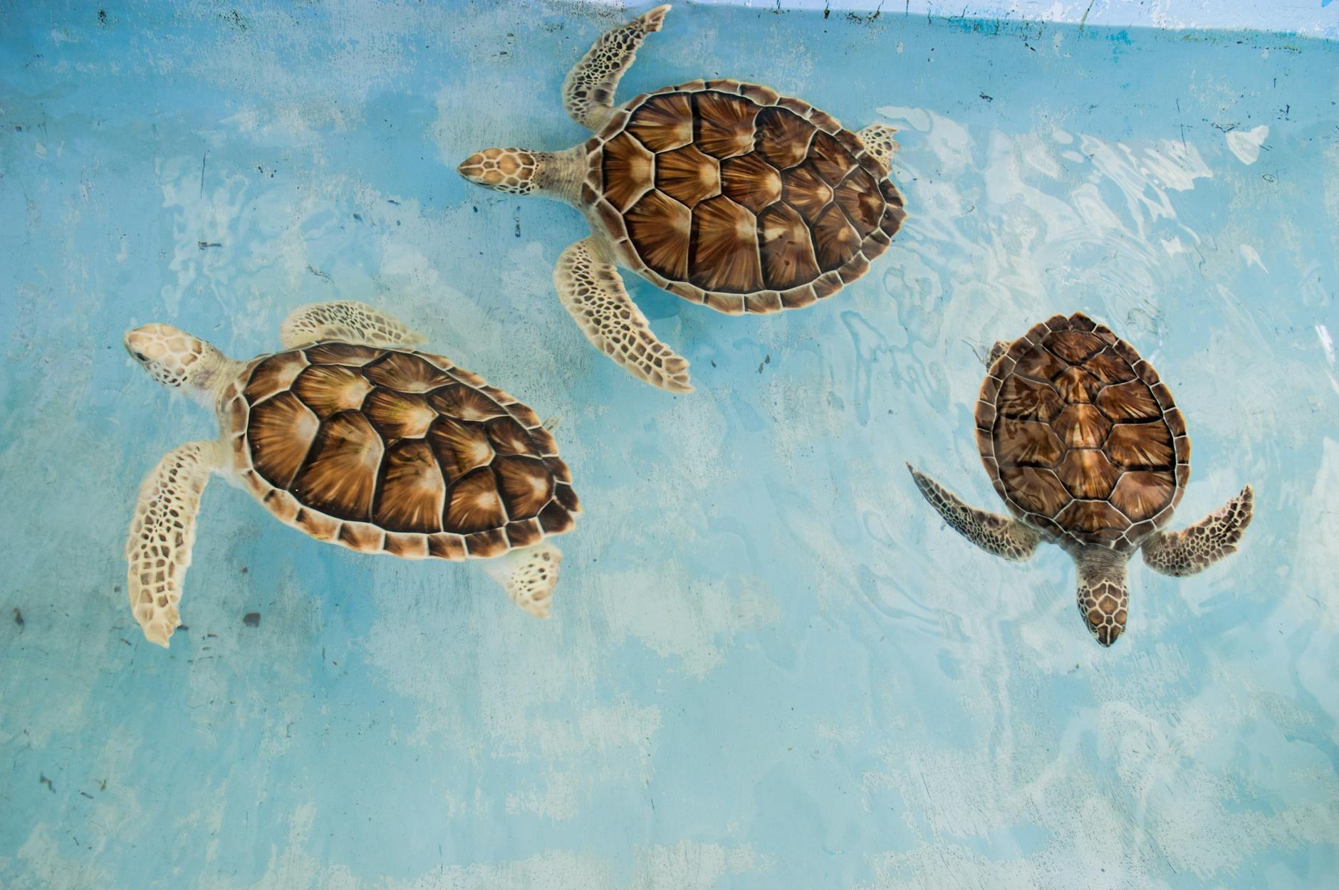 How Long Do Turtles and Tortoises Live? Lifespan Facts and Care Insights How Long Do Turtles and Tortoises Live? Lifespan Facts and Care Insights_image