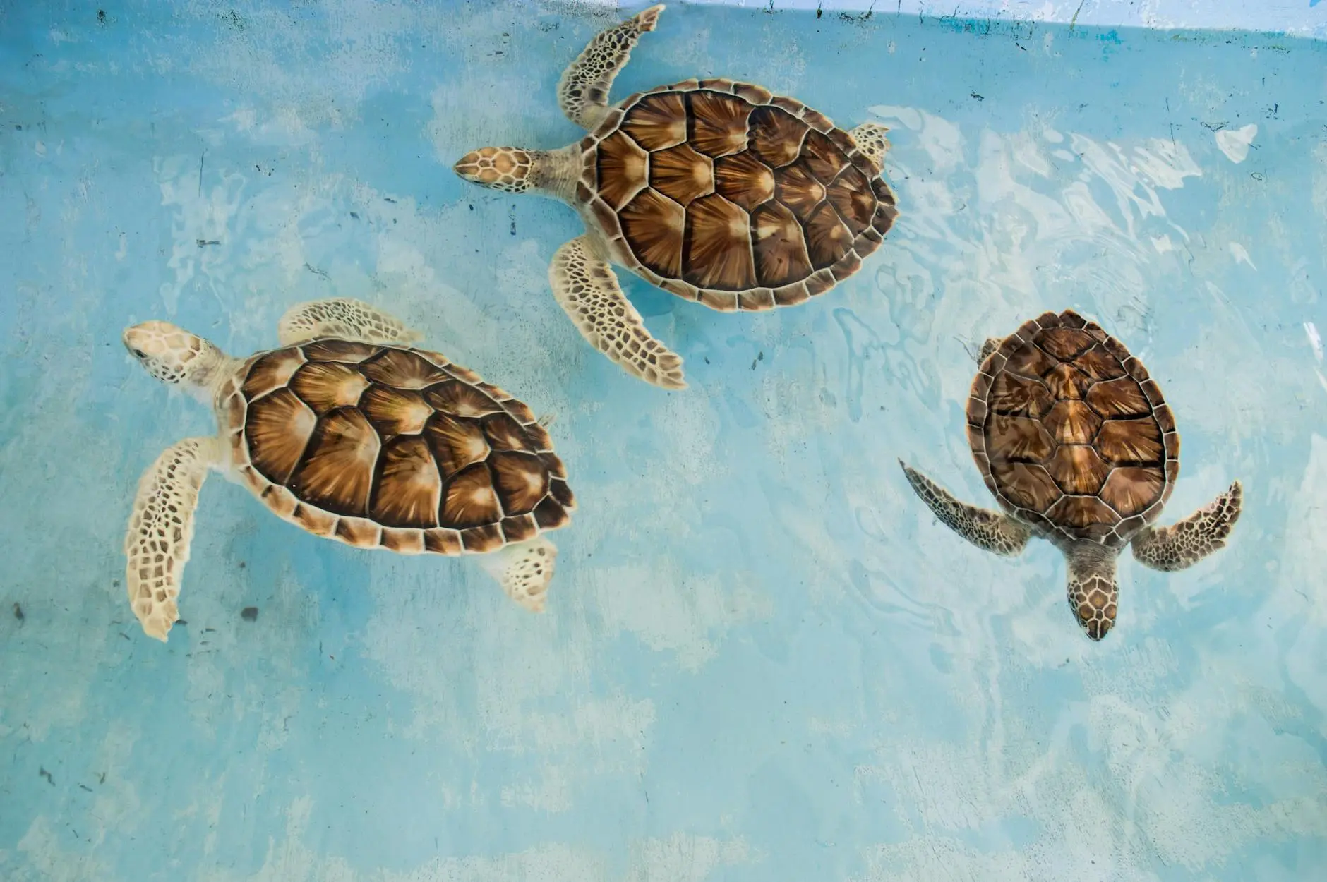 Turtle And Tortoise Lifespan: 13 Species Ages & Care Tips Discover secrets to extending shelled reptiles' years with expert tips and guidance.