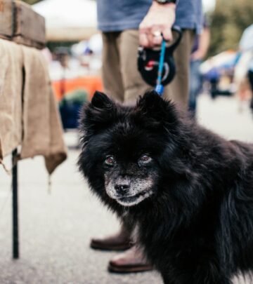 The Complete Guide to Flea and Tick Prevention and Treatment for Dogs