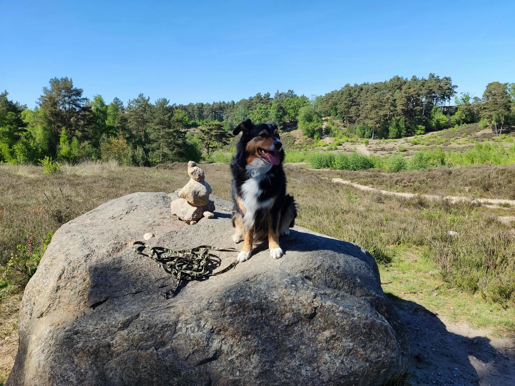 Yorkiepoo Dog Breed Guide: Characteristics, Care, and Health Yorkiepoo Dog Breed Guide: Characteristics, Care, and Health_image