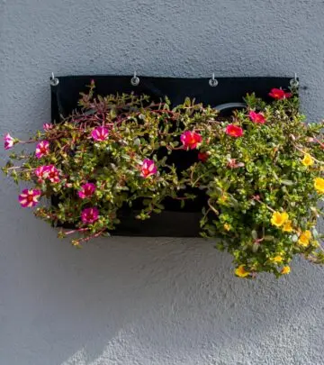 Thriving in blazing sun, this vibrant treasure brings color and life all season long.