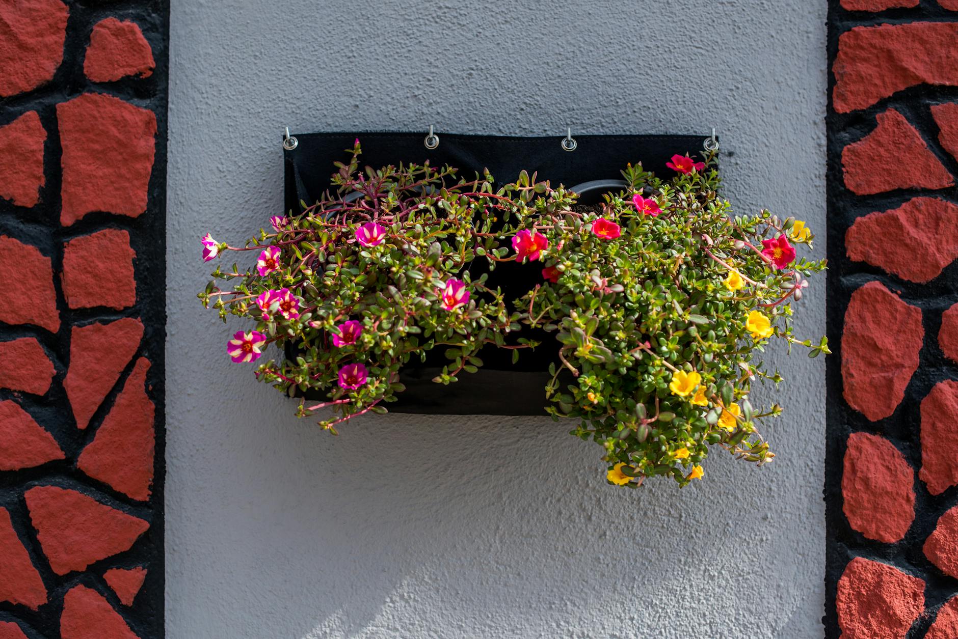 Portulaca: The Perfect Heat-Loving Annual for Summer Gardens Portulaca: The Perfect Heat-Loving Annual for Summer Gardens_image