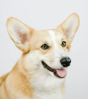 Pembroke Welsh Corgi: Complete Breed Guide, Care, and FAQs