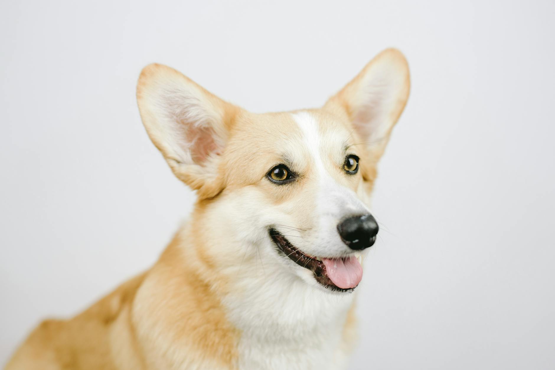 Pembroke Welsh Corgi: Complete Breed Guide, Care, and FAQs Pembroke Welsh Corgi: Complete Breed Guide, Care, and FAQs_image