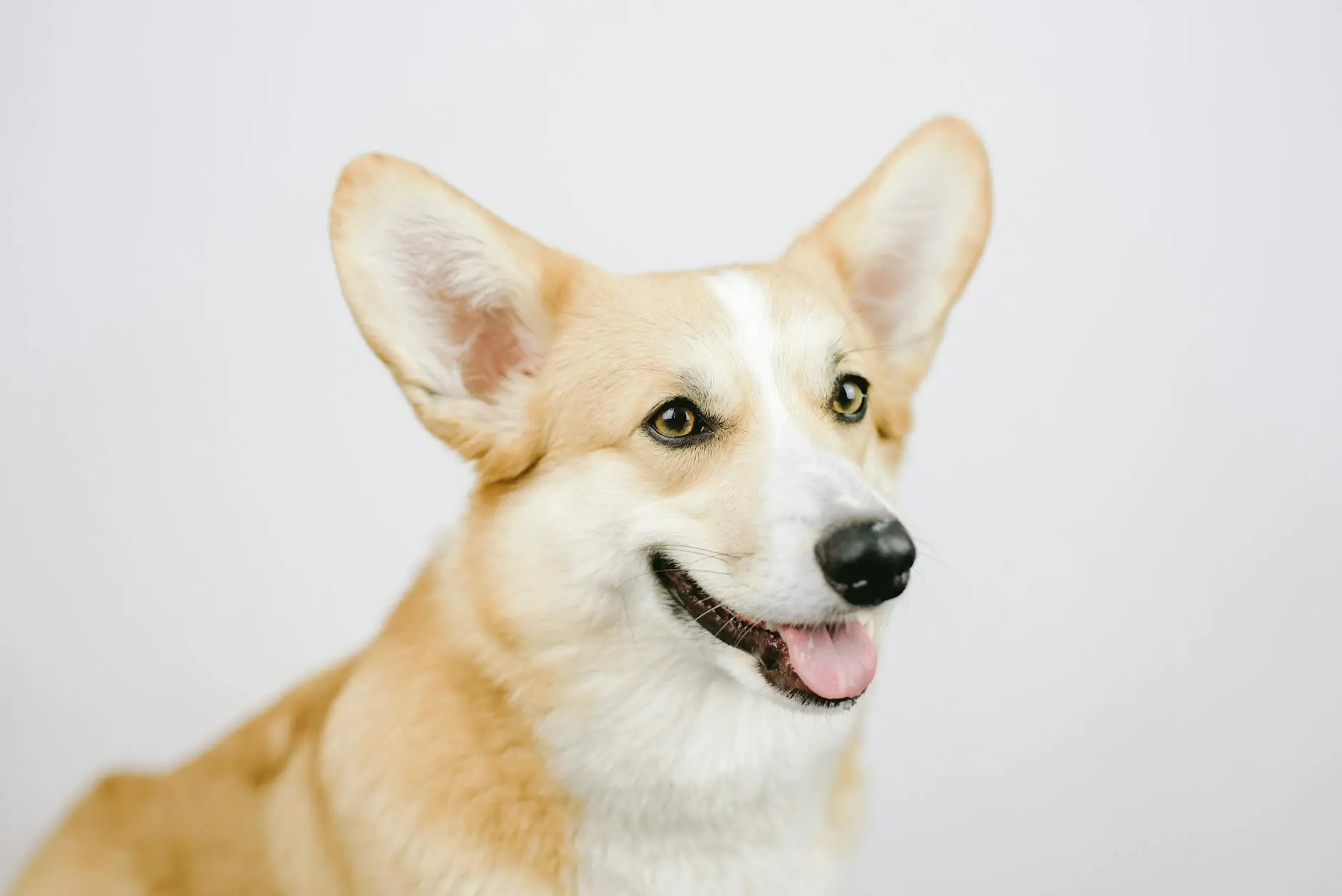 Discover essential insights, expert tips, and helpful answers for your beloved pet’s needs!