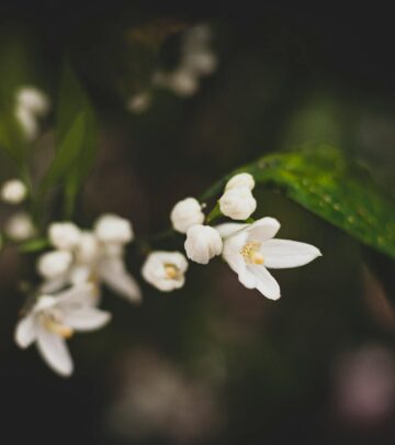 How to Grow & Care for Deutzia Plants