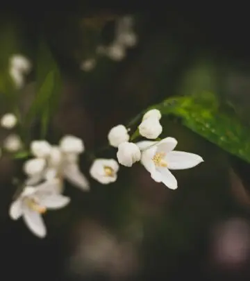 Nurture vibrant blooms with expert tips to enhance health and boost garden beauty.