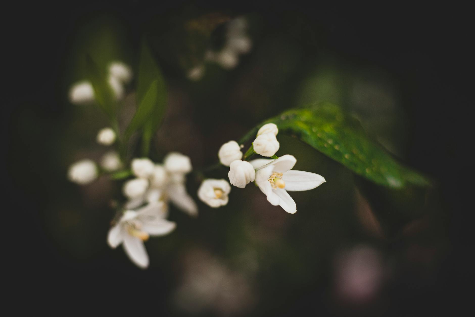 How to Grow & Care for Deutzia Plants How to Grow & Care for Deutzia Plants_image