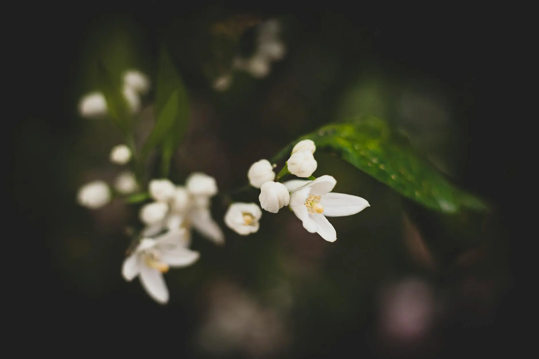 How To Grow Deutzia Plants: Essential Guide For Vibrant Blooms Nurture vibrant blooms with expert tips to enhance health and boost garden beauty.