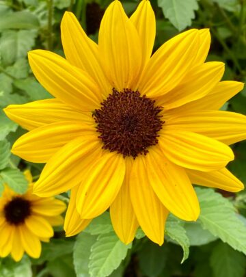 The Complete Guide to Growing and Caring for Sunflowers