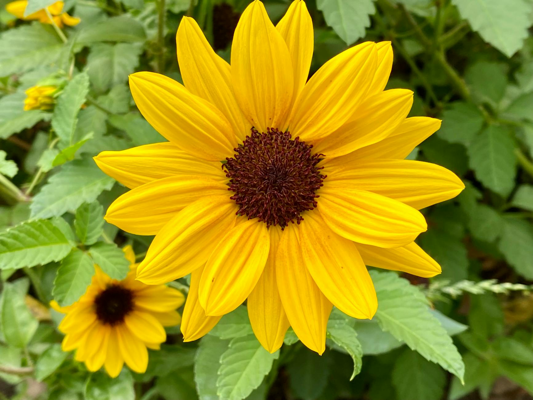 The Complete Guide to Growing and Caring for Sunflowers The Complete Guide to Growing and Caring for Sunflowers_image